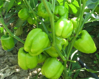Kandil Dolma Biber