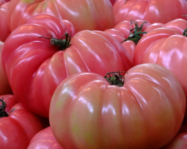 Pembe Köy Domatesi